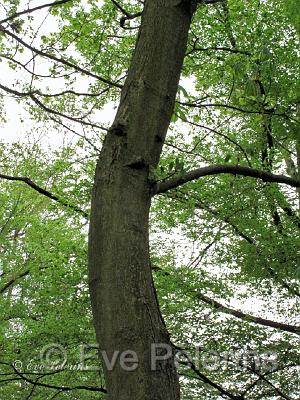 Joyeuse danseuse.jpg